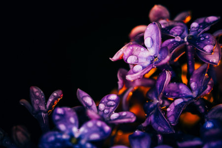lilac flowers on a dark background  at sunset close-up in drops of dew