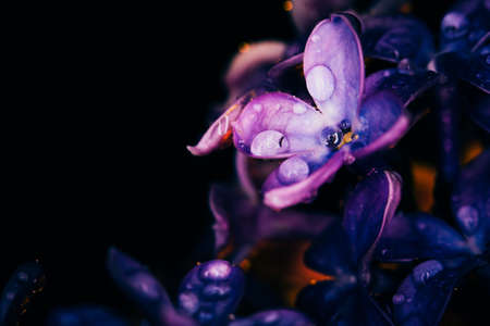 lilac flowers on a dark background  at sunset close-up in drops of dewの写真素材