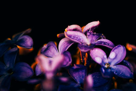 lilac flowers on a dark background  at sunset close-up in drops of dewの写真素材