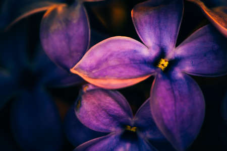 lilac flowers on a dark background  at sunset close-upの写真素材