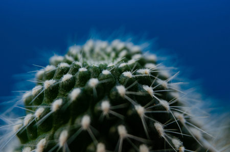 Hipster Cactus plant. space to place your logo