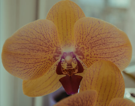 Phalaenopsis known as moth orchids, abbreviated Phal in the horticultural tradeの写真素材