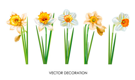 Set of beautiful daffodils isolated on white background. Various views on small early spring plants. Realistic drawing design. vector illustrationのイラスト素材