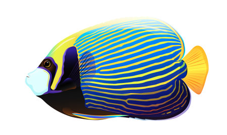 Colorful yellow and blue angelfish isolated on white background. Concept of beautiful nature animal. vector illustrationのイラスト素材