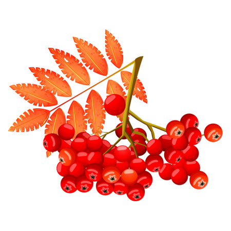 Realistic red ripe rowan berries bunch with orange autumn leaves isolated on white background. decorative branch rowan tree. Organic and vitamin super food for people and birds. vector illustrationのイラスト素材