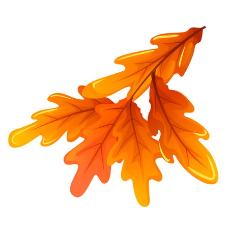 Colorful autumn oak leaf isolated on white background. Bright element, icon for november seasonal graphic design for decoration, ornate with red and orange colors of forest leaves. vector illustrationのイラスト素材