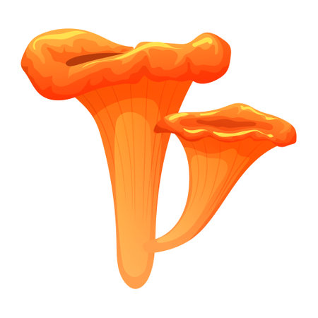 Two chanterelle mushrooms in flat style isolated on white background. Pair of popular edible mushroom. Realistic drawing of vegan diet wild ingredient. Organic gourmet forest food vector illustrationのイラスト素材