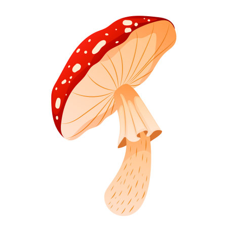 Realistic amanita or fly agaric isolated on white background. Forest dangerous mushroom with red cape and spots. Natural poison ingredient for cooking toxic and shamanic decoction. vector illustrationのイラスト素材