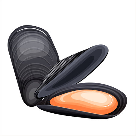 Opened mussel isolated on white background. Fresh delicacy meat inside shell. Seafood shellfish for healthy diet dishes menu. Luxury marine food for gourmet at sea restaurant, cafe. vector illustrationのイラスト素材