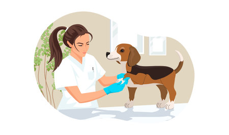 Beagle dog at veterinary visit in medical clinic office. Puppy not anxiety on therapy of bandage paw on vet appointment of veterinarian young woman. Vector illustration isolated on white backgroundのイラスト素材
