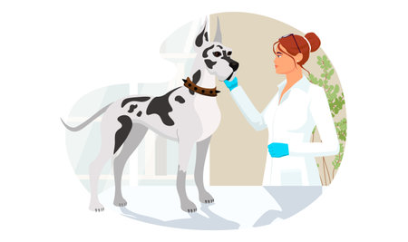 Great Dane at veterinary visit in medical clinic office. Big gray dog not anxiety and stress on therapy at vet appointment of veterinarian young woman. Vector illustration isolated on white backgroundのイラスト素材