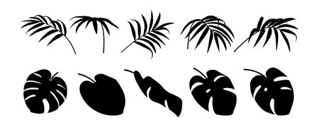 Tropical leaf collection. Jungle flora. Exotic nature. Palm branch cutout. Leaves figure. Botanical set. Black silhouette. Floral element. Isolated on white background. Vector illustrationのイラスト素材