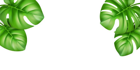 Monstera leaf collection. Jungle flora. Exotic decoration plant. Tropical art. Summer rainforest. Abstract element. Green pattern. Botanical branch. Isolated on white background. Vector illustrationのイラスト素材