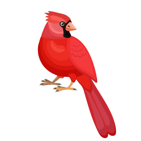 Cartoon red cardinal with long tail, small beak, beautiful feather. Wildlife nature. Concept on North American wild bird. Isolated on white background. Vector illustrationのイラスト素材