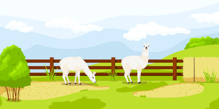 White lama near fence in zoo enclosure. Summer vacation. Natural rural wildlife. Farm inhabitant, cartoon design. Cute mammal character. Picturesque landscape. Wild nature. Vector illustrationのイラスト素材