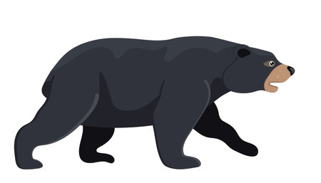 Cartoon walking black bear, wild nature, huge adult grizzly, cute design logo. Hunting predator, forest carnivore. Graphic logo. Isolated on white background. Vector illustrationのイラスト素材