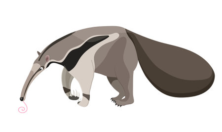 Cartoon image of anteater, wildlife and zoo animal. Cute exotic creature. Long tail and tongue. Grey striped color. Comic mascot logo. Isolated on white background. Vector illustrationのイラスト素材