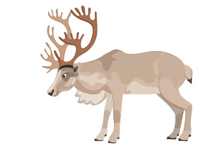 Cartoon reindeer image, cute kind animal, north zoo deer, elegant furry caribou, beautiful adorable elk. Isolated on white background. Vector illustrationのイラスト素材