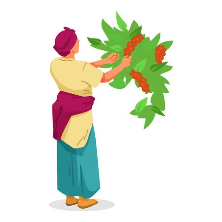 Woman collecting ripe coffee beans from a branch on white background. Vector illustrationのイラスト素材