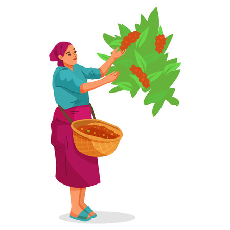 Woman collecting ripe coffee beans from plant in basket outdoors. Vector illustrationのイラスト素材