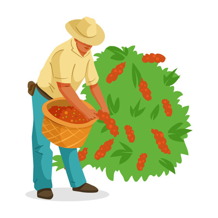 Farmer collecting coffee beans from plant with basket in hand. Vector illustrationのイラスト素材