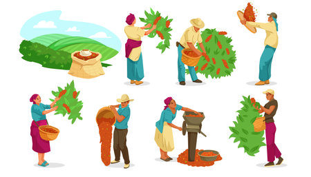 Coffee bean harvesting and processing set with farmers and tools. Vector illustrationのイラスト素材
