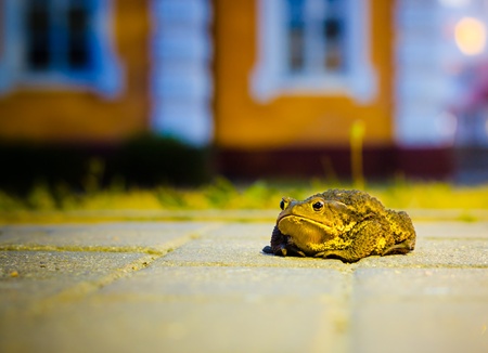 A close up of the toad in nightの写真素材