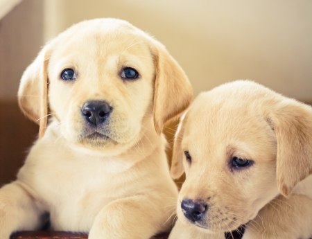 Golden retriever puppy of 7 weeks oldの写真素材
