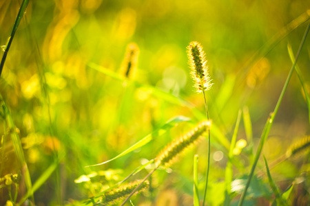long grass meadow closeup with bright sunlightの写真素材