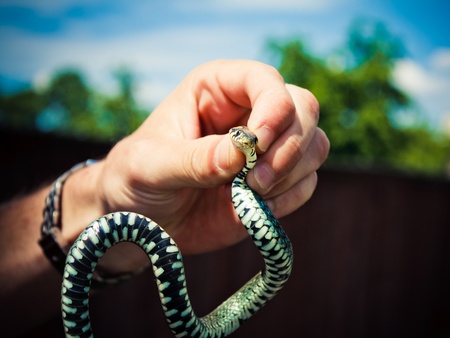 Handling of a grass snake (Natrix natrix) being demonstratedの写真素材