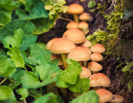 Wild Mushrooms In Forest Settingの写真素材