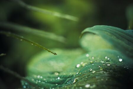 Water drops on green plantの写真素材