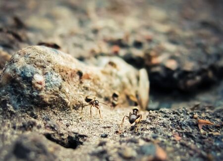 black ants in gray nature or in the gardenの写真素材