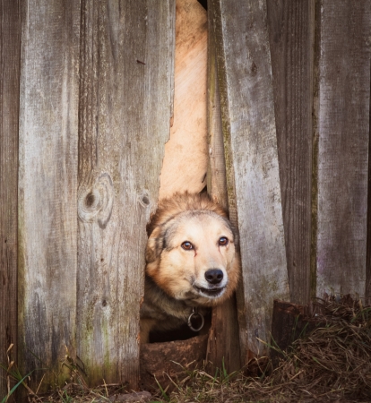 Dog peeking through old wood fenceの写真素材
