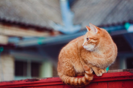 Cat is walking on a fence 