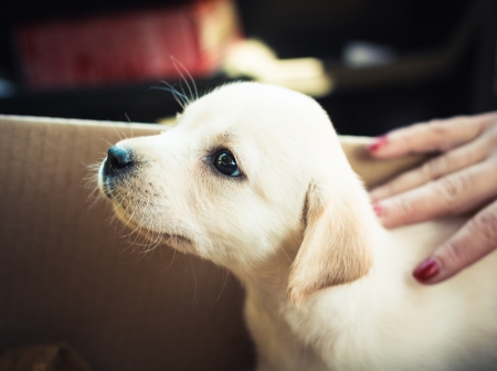 Golden retriever puppy of 7 weeks oldの写真素材