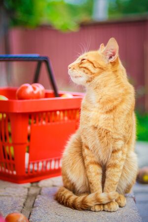 Red fluffy cat with fresh tomatosの写真素材