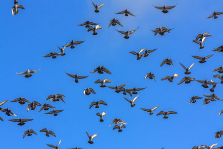 White doves and pigeons in flight, blue sky background