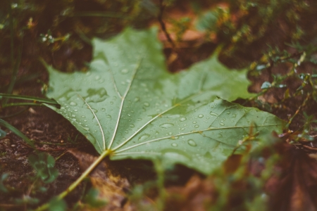 Water Drops On Green Maple Leafの写真素材
