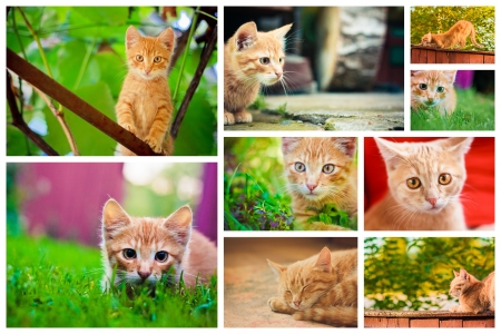 Peaceful orange red tabby male kitten  Set Collage Old House On The Countrysideの写真素材