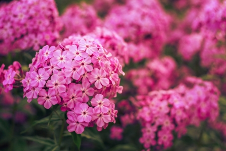 Phlox Flower Close Up Viewの写真素材
