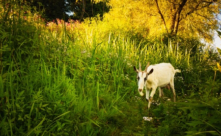 White Goat goes across the green meadowの写真素材