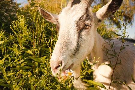 Goat eating a camomiles on a green meadowの写真素材