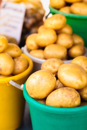 Harvested potatos in colorful buckets.の写真素材