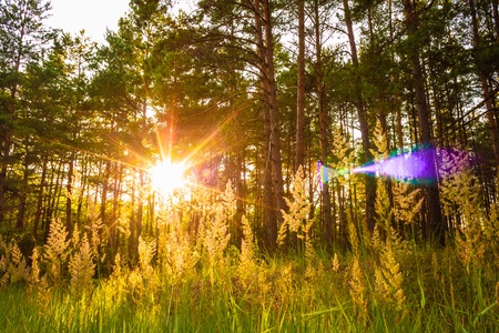 Sunlight In The Green Forest, Summer Timeの写真素材