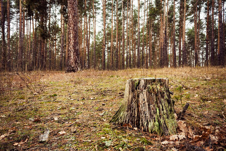Stump In The Autumn Forest. Russian Nature Dark Fall Landscape Background.の写真素材