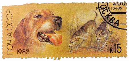 USSR - CIRCA 1988: A stamp printed in USSR, shows Russian retrievers, series Hunting dogs, circa 1988のeditorial素材