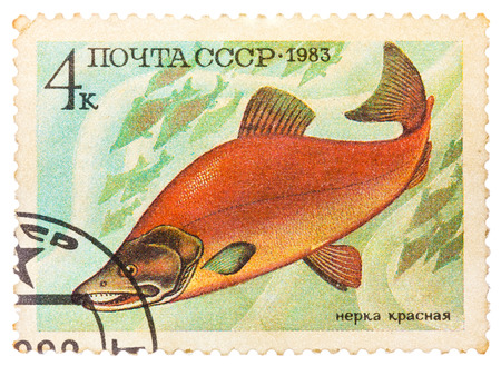 RUSSIA - CIRCA 1983: post stamp printed in USSR (CCCP, soviet union) shows oncorhynchus nerka (sockeye, red or blueback salmon) from food fish series, Scott 5164 A2470 4k red blue green, circa 1983のeditorial素材