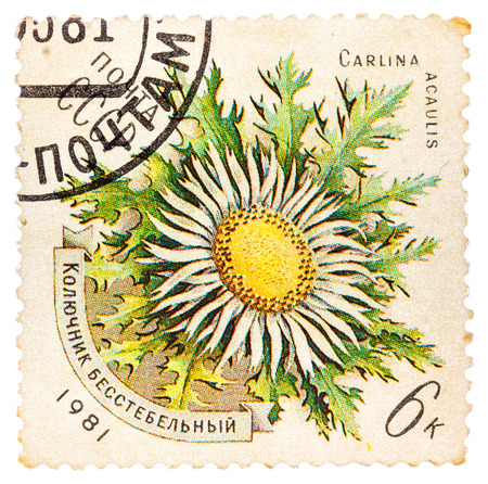 USSR - CIRCA 1981: A stamp printed in USSR shows a flower Carlina acaulis, series, circa 1981のeditorial素材