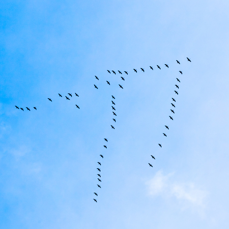 Flock of Geese flies in V-formation flying in blue spring skyの写真素材